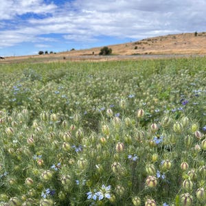 K&ouml;nnte beinhalten: Ein Feld mit Nigella sativa-Pflanzen, auch bekannt als Schwarzk&uuml;mmel, mit zarten blauen Bl&uuml;ten und Samenkapseln. Die Pflanzen bl&uuml;hen unter einem bew&ouml;lkten Himmel, mit einem fernen H&uuml;gel im Hintergrund.