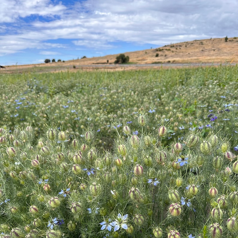 K&ouml;nnte beinhalten: Ein Feld mit Nigella sativa-Pflanzen, auch bekannt als Schwarzk&uuml;mmel, mit zarten blauen Bl&uuml;ten und Samenkapseln. Die Pflanzen bl&uuml;hen unter einem bew&ouml;lkten Himmel, mit einem fernen H&uuml;gel im Hintergrund.