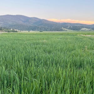 K&ouml;nnte beinhalten: Ein lebendiges gr&uuml;nes Feld mit hohem Gras erstreckt sich vor einer fernen Bergkette unter einem sanften, pastellfarbenen Himmel. Die Szene weckt ein Gef&uuml;hl von Ruhe und nat&uuml;rlicher Sch&ouml;nheit, wobei die &uuml;ppige Vegetation dominiert.