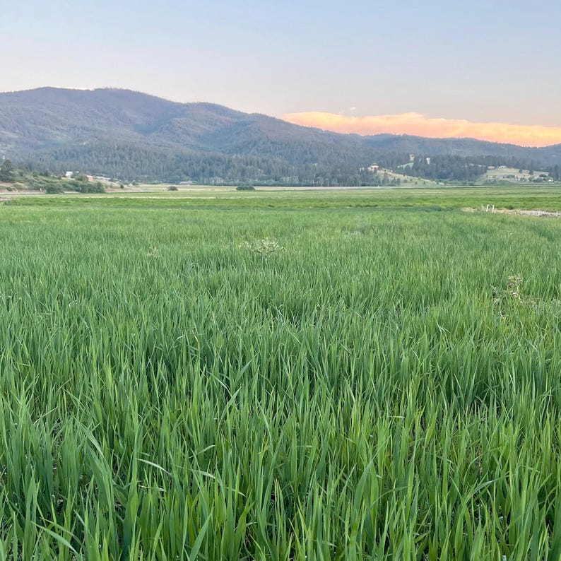 K&ouml;nnte beinhalten: Ein lebendiges gr&uuml;nes Feld mit hohem Gras erstreckt sich vor einer fernen Bergkette unter einem sanften, pastellfarbenen Himmel. Die Szene weckt ein Gef&uuml;hl von Ruhe und nat&uuml;rlicher Sch&ouml;nheit, wobei die &uuml;ppige Vegetation dominiert.