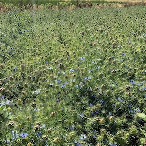 May include: A field of green plants with blue flowers. The plants have small, round seed pods.