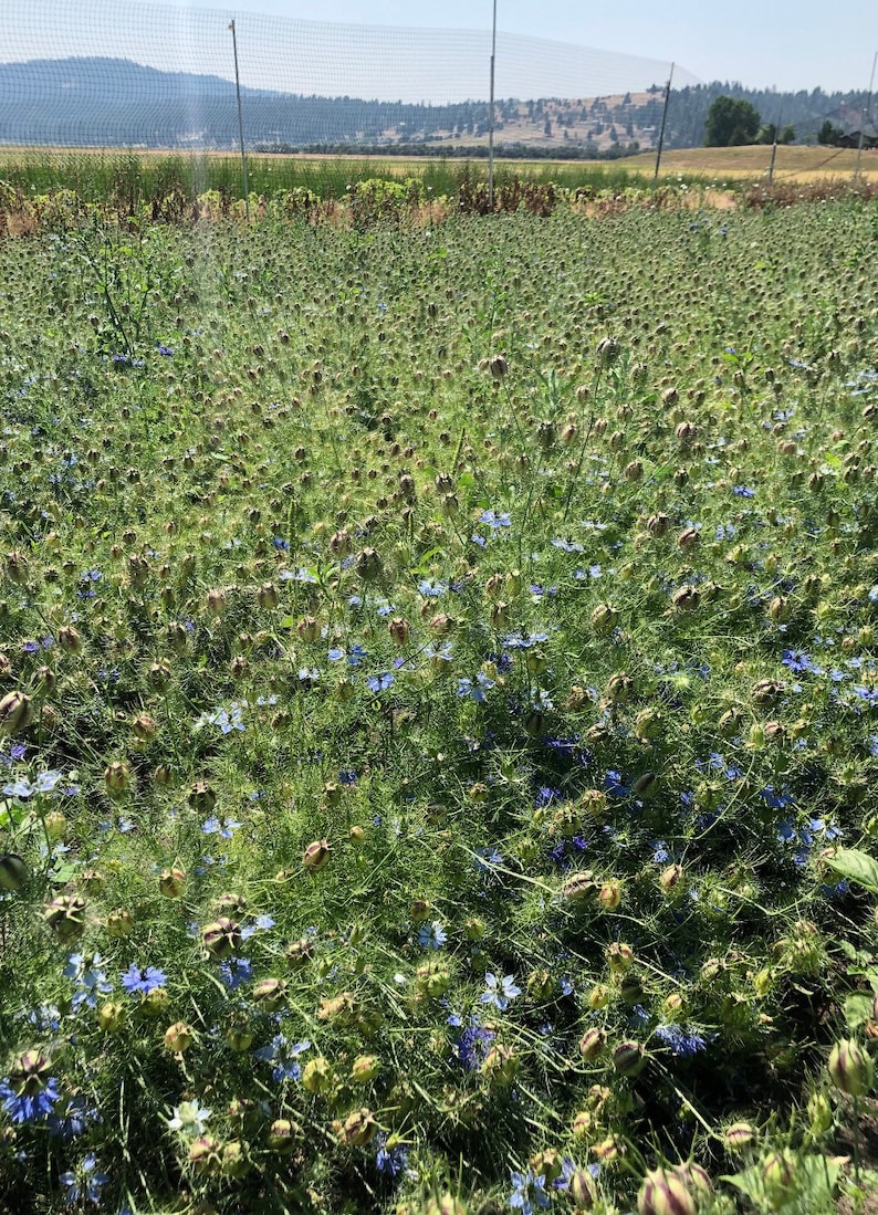 May include: A field of green plants with blue flowers. The plants have small, round seed pods.