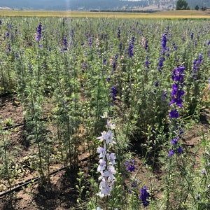 May include: A field of purple, blue, and white larkspur flowers in bloom. The flowers are growing in rows and are surrounded by green foliage. The field is located in a rural area with mountains in the background.