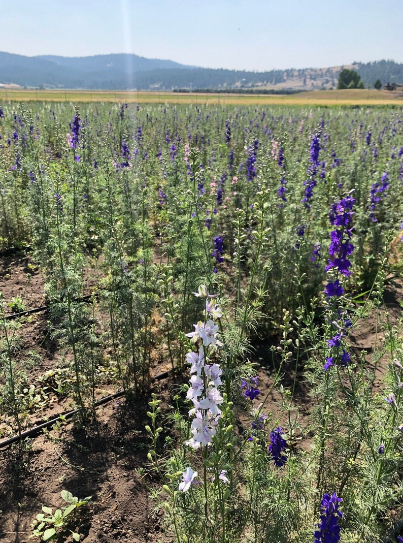 May include: A field of purple, blue, and white larkspur flowers in bloom. The flowers are growing in rows and are surrounded by green foliage. The field is located in a rural area with mountains in the background.