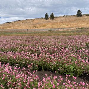 K&ouml;nnte beinhalten: Ein Feld mit rosa Kugelamarant-Bl&uuml;ten in voller Bl&uuml;te unter einem bew&ouml;lkten Himmel. Die Blumen sind in ordentlichen Reihen gepflanzt und schaffen eine lebendige und farbenfrohe Landschaft. Im Hintergrund eine H&uuml;gellandschaft mit trockenem Gras und ein paar B&auml;umen.