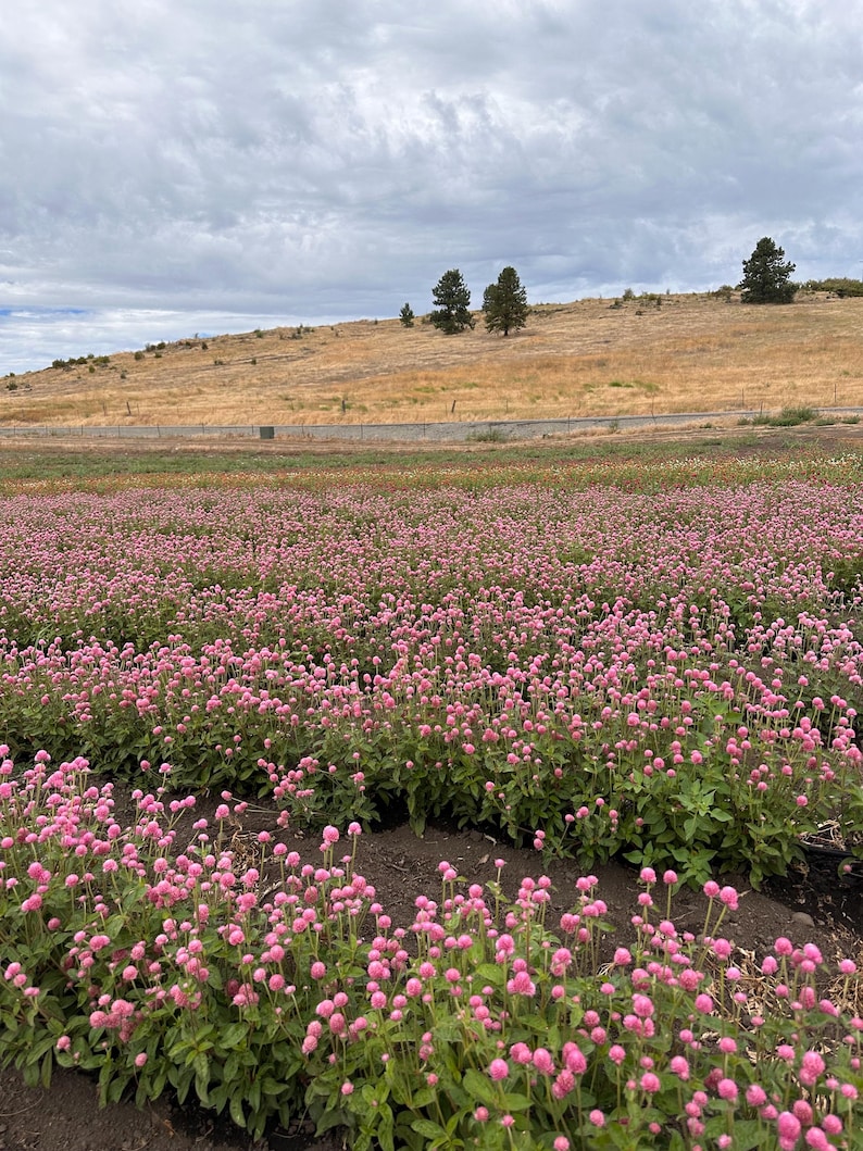 K&ouml;nnte beinhalten: Ein Feld mit rosa Kugelamarant-Bl&uuml;ten in voller Bl&uuml;te unter einem bew&ouml;lkten Himmel. Die Blumen sind in ordentlichen Reihen gepflanzt und schaffen eine lebendige und farbenfrohe Landschaft. Im Hintergrund eine H&uuml;gellandschaft mit trockenem Gras und ein paar B&auml;umen.
