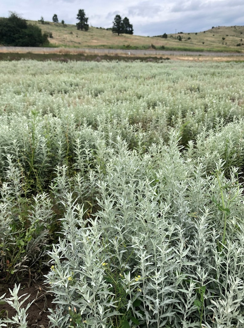 May include: A field of silver-green plants with a distant view of hills and trees in the background.