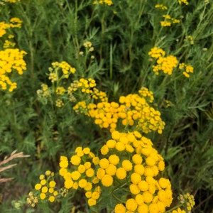 May include: A field of yellow wildflowers in bloom. The flowers are clustered together in groups, creating a bright and cheerful scene.