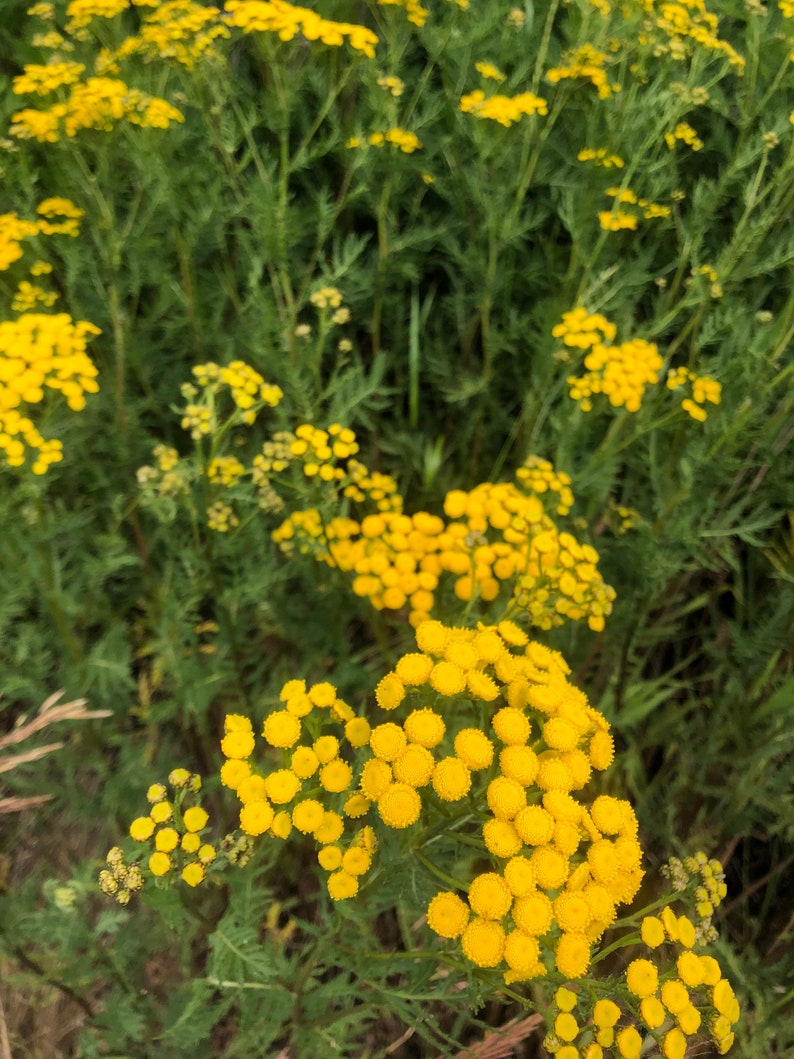 May include: A field of yellow wildflowers in bloom. The flowers are clustered together in groups, creating a bright and cheerful scene.