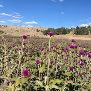 K&ouml;nnte beinhalten: Ein Feld mit leuchtend violetten Kugelamarant-Bl&uuml;ten unter einem strahlend blauen Himmel mit wei&szlig;en Wolken. Die Bl&uuml;ten haben runde Bl&uuml;ten auf schlanken gr&uuml;nen Stielen und schaffen eine farbenfrohe Landschaft.
