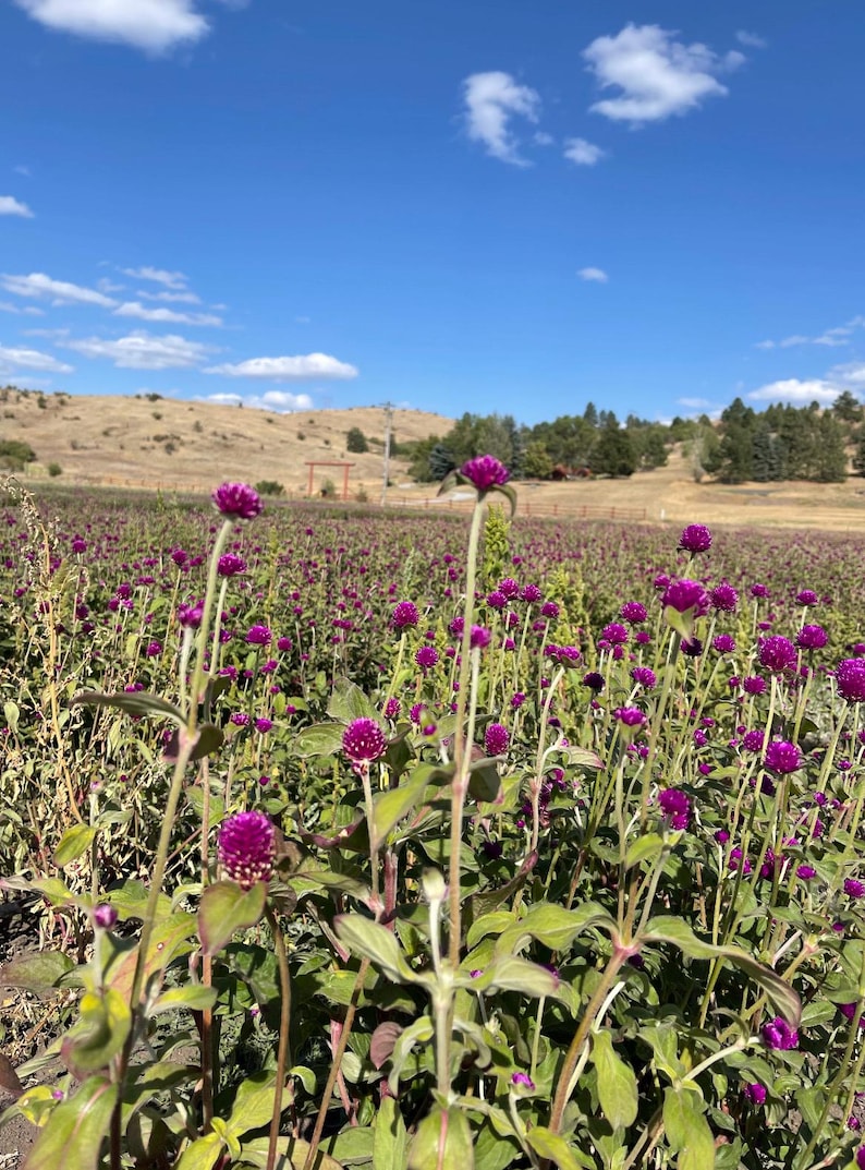 K&ouml;nnte beinhalten: Ein Feld mit leuchtend violetten Kugelamarant-Bl&uuml;ten unter einem strahlend blauen Himmel mit wei&szlig;en Wolken. Die Bl&uuml;ten haben runde Bl&uuml;ten auf schlanken gr&uuml;nen Stielen und schaffen eine farbenfrohe Landschaft.
