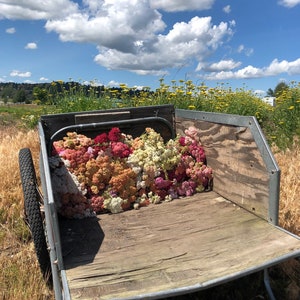 K&ouml;nnte beinhalten: Ein Metallwagen gef&uuml;llt mit einer Vielzahl von bunten Blumen. Der Wagen steht auf einem Feld mit gelben Blumen vor blauem Himmel mit wei&szlig;en Wolken.