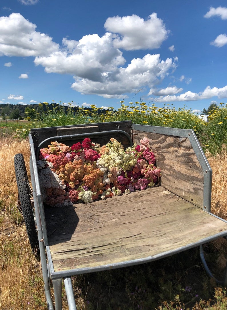 K&ouml;nnte beinhalten: Ein Metallwagen gef&uuml;llt mit einer Vielzahl von bunten Blumen. Der Wagen steht auf einem Feld mit gelben Blumen vor blauem Himmel mit wei&szlig;en Wolken.