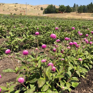 May include: A field of pink globe amaranth flowers in bloom. The flowers are growing in rows and are surrounded by green leaves. The field is located in a rural area with hills in the background.