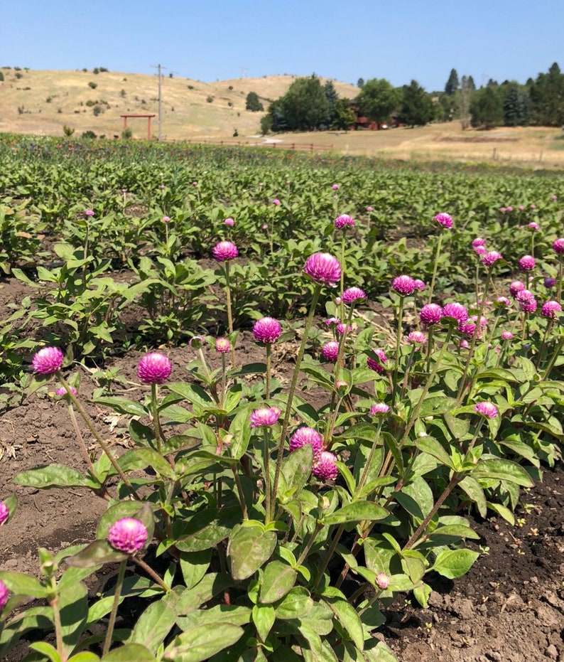 May include: A field of pink globe amaranth flowers in bloom. The flowers are growing in rows and are surrounded by green leaves. The field is located in a rural area with hills in the background.