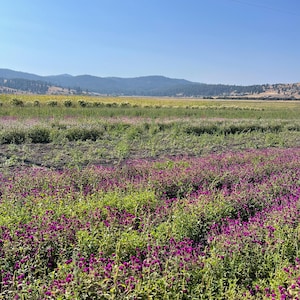 K&ouml;nnte beinhalten: Ein Feld mit violetten Blumen in voller Bl&uuml;te, durchsetzt mit gr&uuml;ner Vegetation. Der Vordergrund wird von den bunten Blumen dominiert, mit einer Kulisse aus sanften H&uuml;geln unter einem klaren blauen Himmel. Eine Stromleitung verl&auml;uft &uuml;ber die Oberseite.
