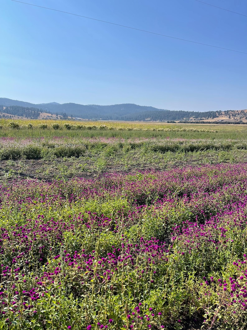 K&ouml;nnte beinhalten: Ein Feld mit violetten Blumen in voller Bl&uuml;te, durchsetzt mit gr&uuml;ner Vegetation. Der Vordergrund wird von den bunten Blumen dominiert, mit einer Kulisse aus sanften H&uuml;geln unter einem klaren blauen Himmel. Eine Stromleitung verl&auml;uft &uuml;ber die Oberseite.