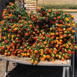 May include: A metal wagon filled with orange and yellow safflower flowers. The flowers are arranged in a dense cluster, creating a vibrant display of colour.
