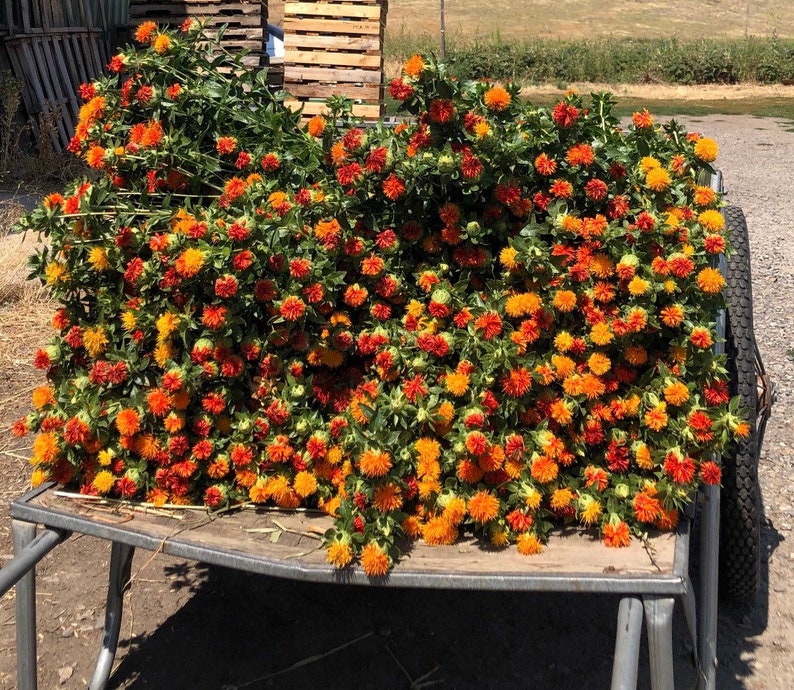 May include: A metal wagon filled with orange and yellow safflower flowers. The flowers are arranged in a dense cluster, creating a vibrant display of colour.