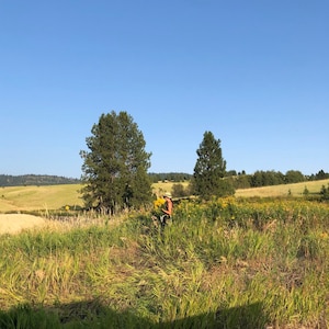 K&ouml;nnte beinhalten: Eine Person steht auf einem Feld mit gelben Wildblumen, im Hintergrund zwei hohe gr&uuml;ne B&auml;ume. Der Himmel ist strahlend blau.