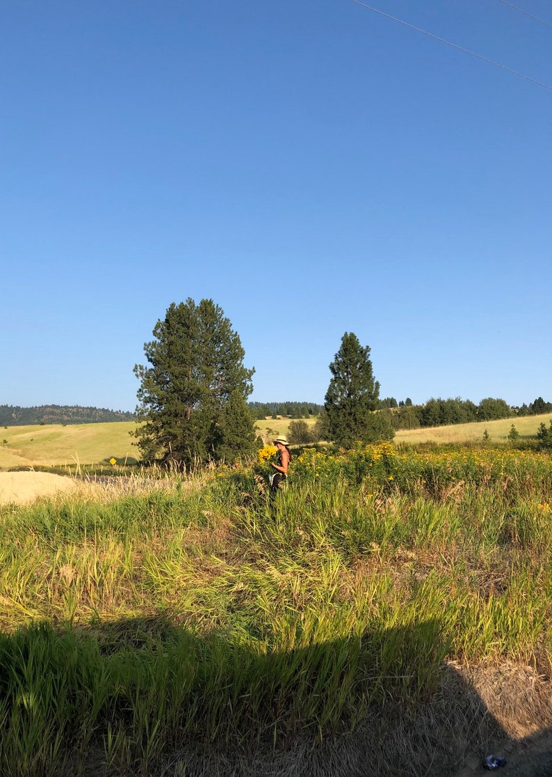 K&ouml;nnte beinhalten: Eine Person steht auf einem Feld mit gelben Wildblumen, im Hintergrund zwei hohe gr&uuml;ne B&auml;ume. Der Himmel ist strahlend blau.
