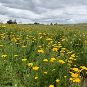 K&ouml;nnte beinhalten: Ein weites Feld voller gelber Blumen, wahrscheinlich Schafgarbe, erstreckt sich unter einem bew&ouml;lkten, bedeckten Himmel bis zum Horizont. Die Blumen stehen in voller Bl&uuml;te und bilden ein gelbes Meer vor dem gr&uuml;nen Laub. Die Szene vermittelt ein Gef&uuml;hl von nat&uuml;rlicher Sch&ouml;nheit und Ruhe.