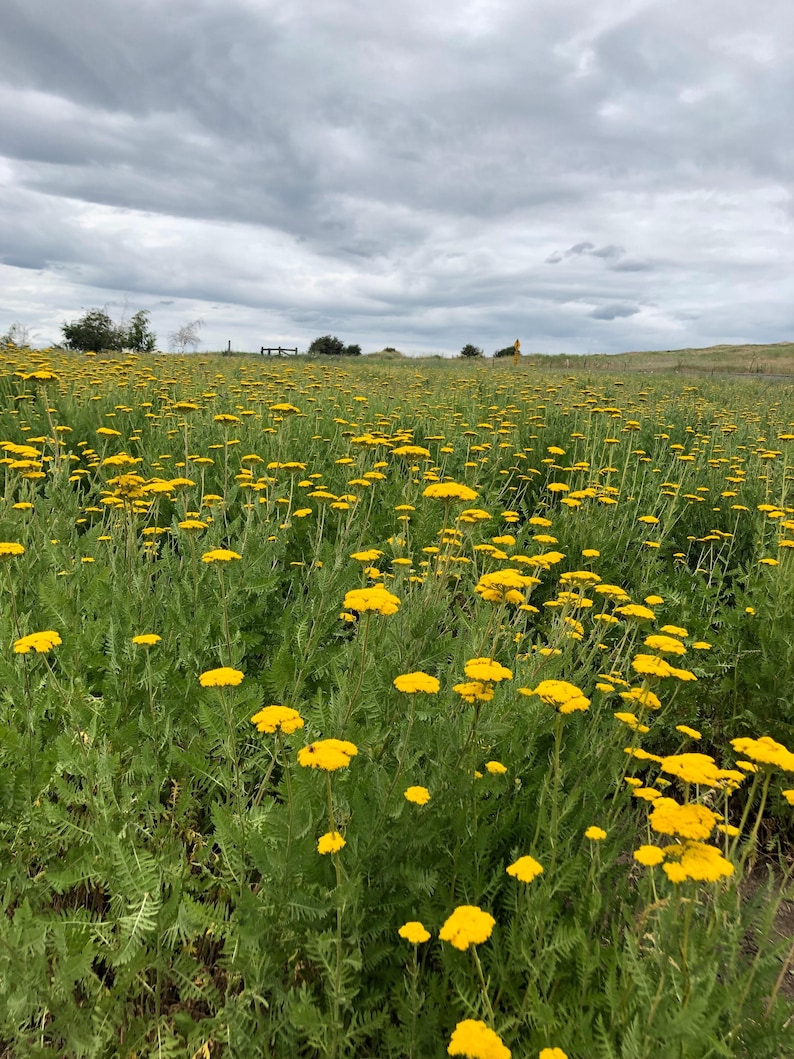 K&ouml;nnte beinhalten: Ein weites Feld voller gelber Blumen, wahrscheinlich Schafgarbe, erstreckt sich unter einem bew&ouml;lkten, bedeckten Himmel bis zum Horizont. Die Blumen stehen in voller Bl&uuml;te und bilden ein gelbes Meer vor dem gr&uuml;nen Laub. Die Szene vermittelt ein Gef&uuml;hl von nat&uuml;rlicher Sch&ouml;nheit und Ruhe.