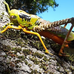 saltamontes, grillo, insecto de metal reciclado, ortópteros, entomología, decoración de jardín, naturaleza