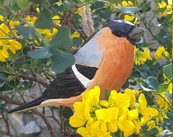 Eurasian bullfinch, Hanging wood bird,