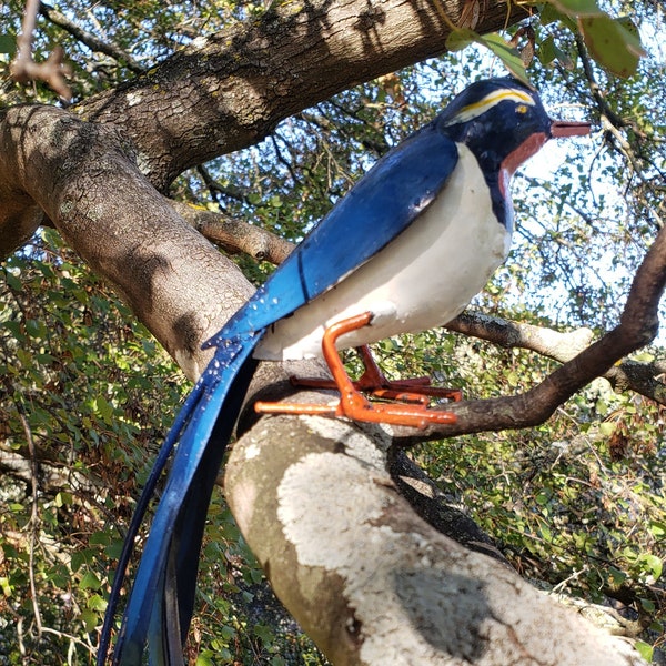 paradisier, oiseau de paradis, oiseau exotique