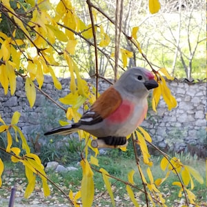 Hanging wood bird, melodious linnet