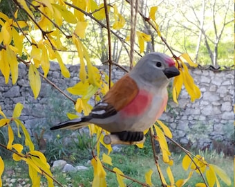 Oiseau bois, linotte melodieuse