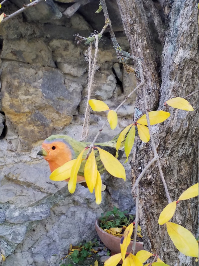 Waldvogel, Rotkehlchen Bild 8