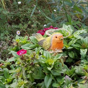 Waldvogel, Rotkehlchen Bild 4