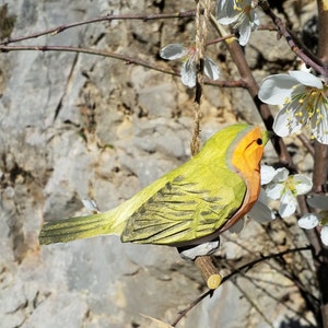 Waldvogel, Rotkehlchen Bild 5