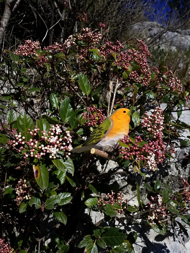 Waldvogel, Rotkehlchen Bild 6