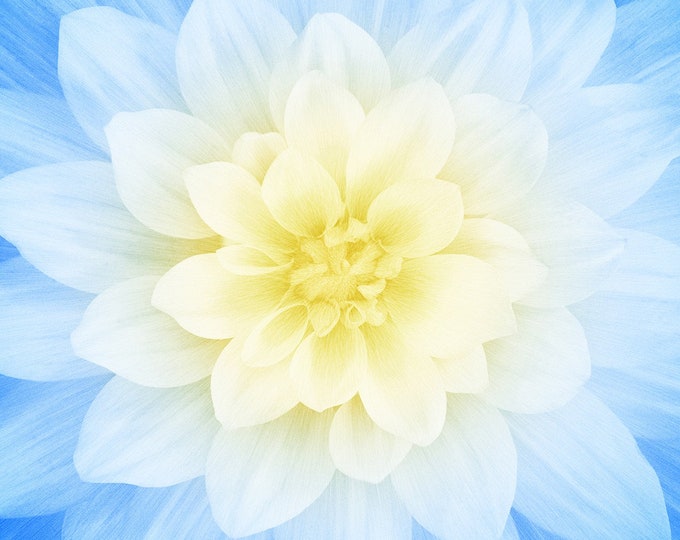 Dream Big Flower Fabric Panel 43in X 43in Blue With Yellow Etsy