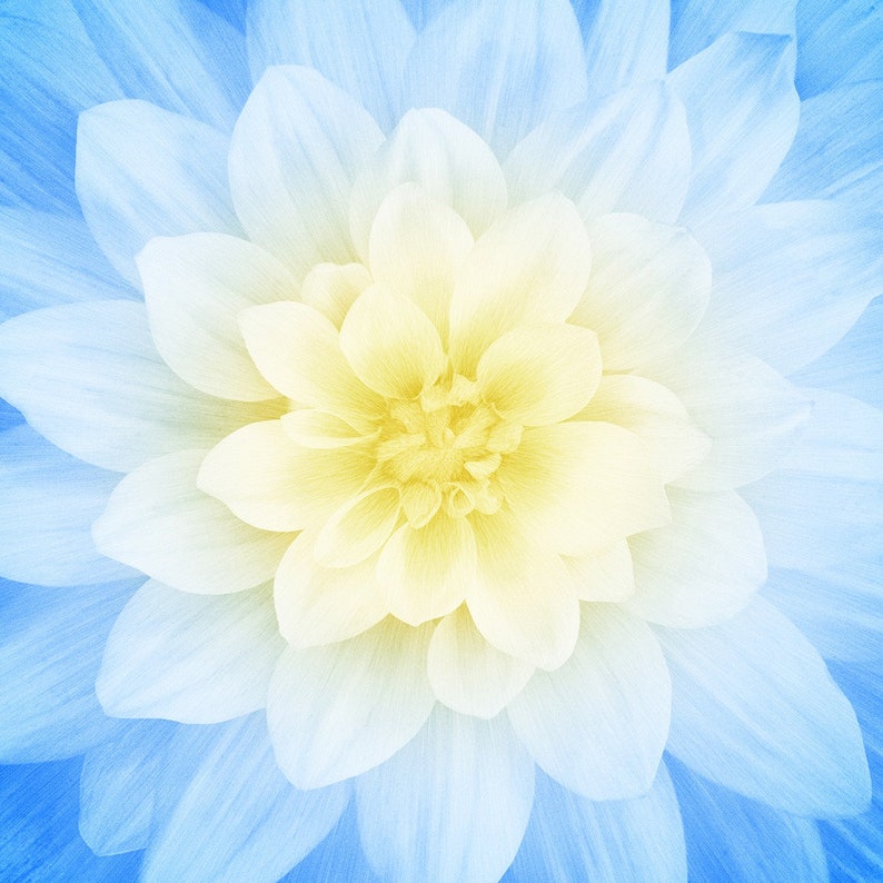 Dream Big Flower Fabric Panel 43in X 43in Blue With Yellow Etsy