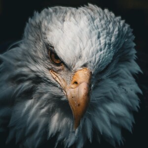 Maestosa aquila calva - Fotografia naturalistica straordinaria