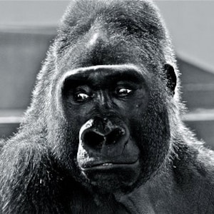 Einzelhaft - Affe im Philadelphia Zoo - Einsamer Gefangenschaft Fotografie Tier traurig einsamer Gorilla Fotografie Digital Kunst Download