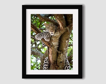 Könnte beinhalten: Ein Leopard mit schwarzen Flecken ruht in einem Baum. Der Leopard schaut direkt in die Kamera. Der Baum ist grün und hat braune Rinde.
