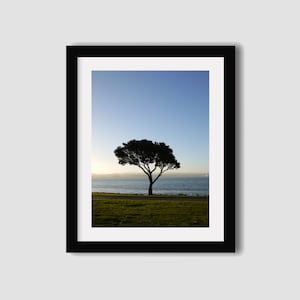 New Zealand Photography print // NZ photography // Hawkes Bay print // Tree print // Travel photography // Wall art // Wall decor