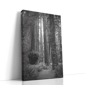 Redwood Forest Photography: Black and White Fine Art Print