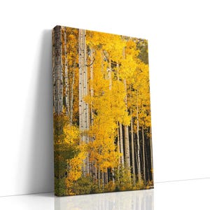 Colorado Fall Aspen Tree Canvas Print: Golden Autumn Nature Photography
