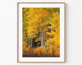 Colorado Autumn Aspen Photography, Golden Fall Foliage