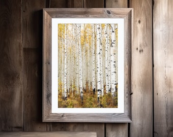 Autumn Aspen Trees, Canvas Wall Art, Yellow Fall Birch Trees, Forest Art Prints, Living Room, Home Decor, Rustic, Colorado Photography