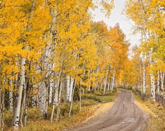 Colorado Canvas Wall Art - Fall Aspen Tree Forest Road - Birch Tree Photo - Landscape Nature Photography