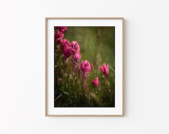 Colorado Wildflower Wall Art - Photography Prints, Rosy Paintbrush, Home Decor