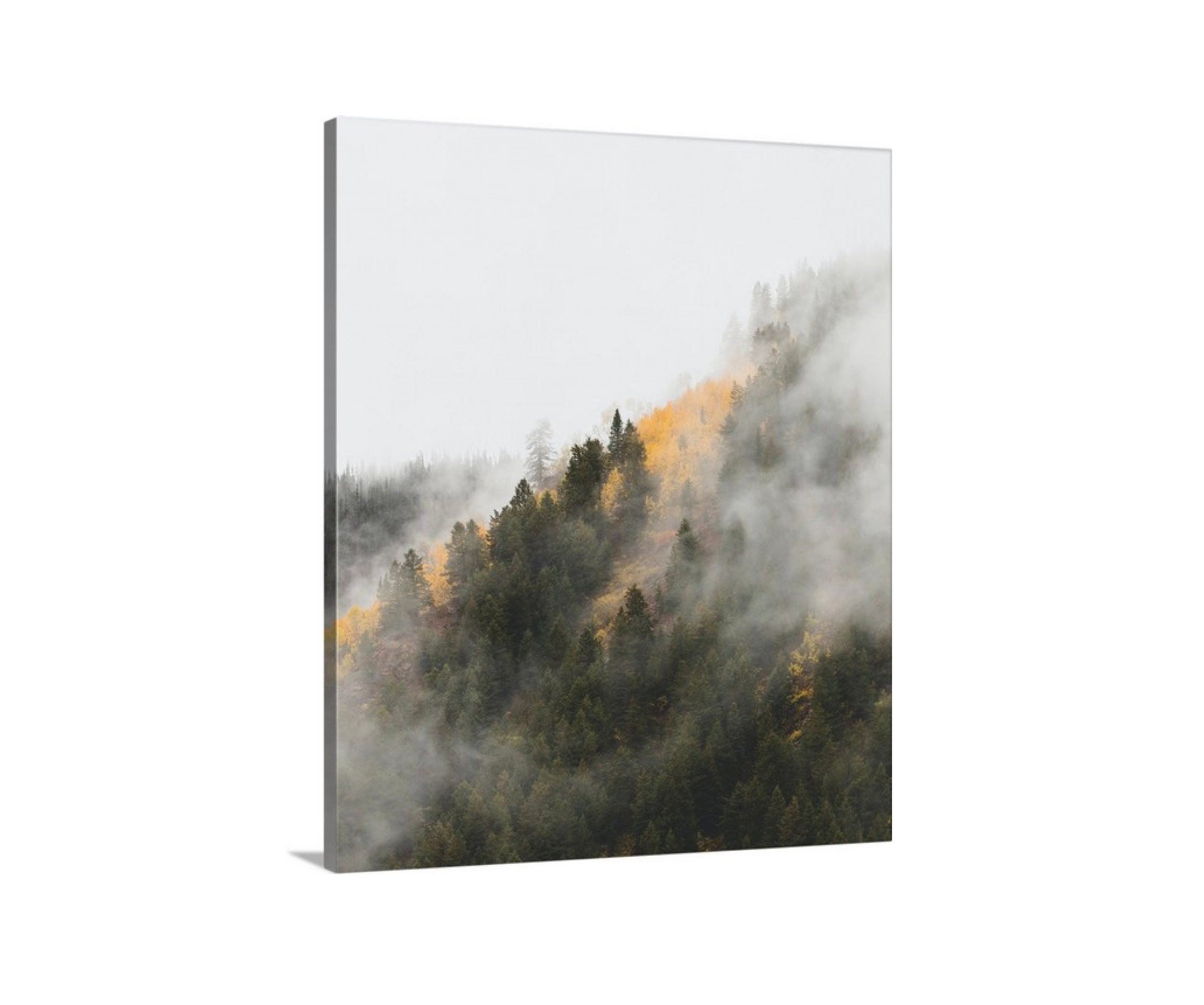 Pine Trees. Mountain forest print Colorado Colorado art Aspen tree print photography Colorado photography Fog Yellow Aspen Leaves