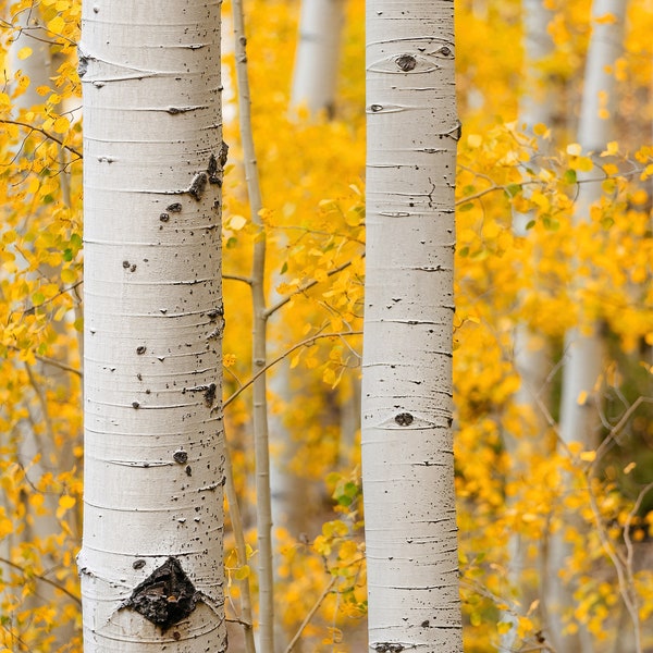 Fall Golden Aspen Tree Picture Canvas Wall Art - White Birch Tree Trunks